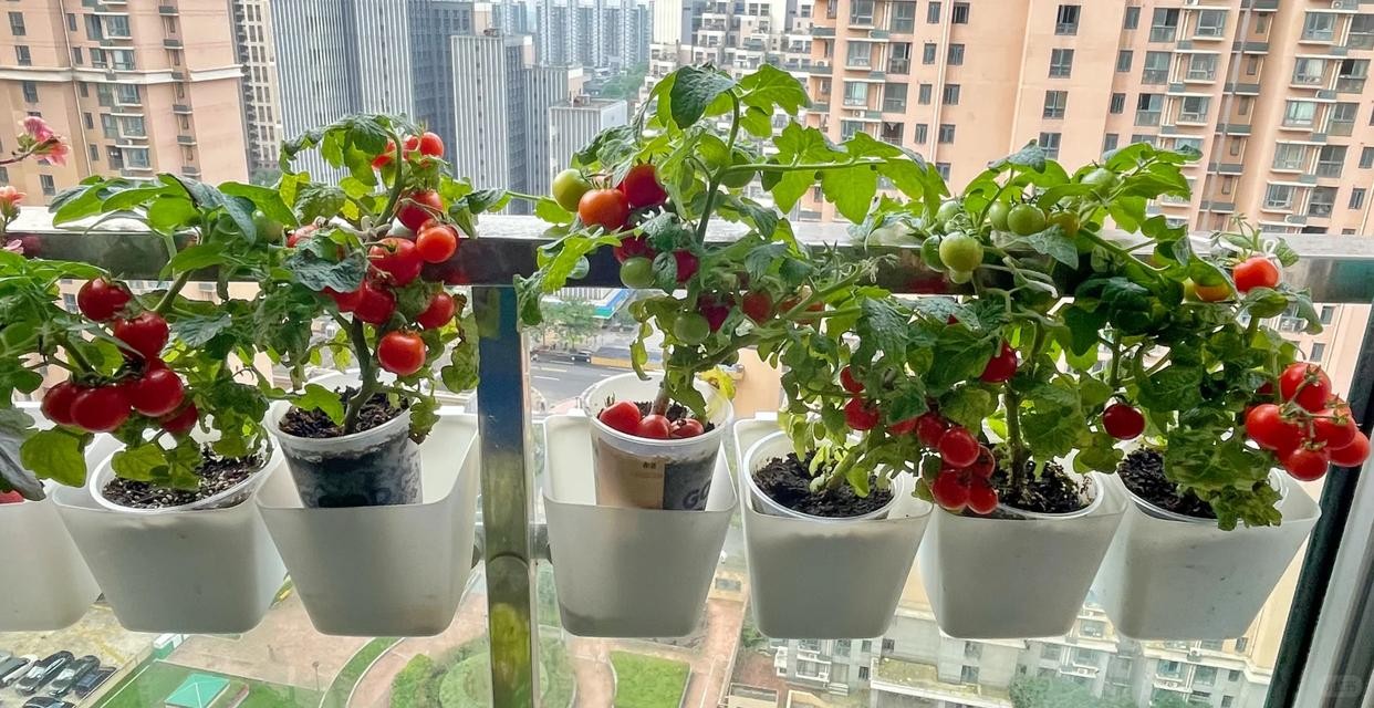 Ban công chật vẫn có thể trồng loài cây quả đỏ như ngọc, vừa hợp phong thủy vừa có trái sạch ăn