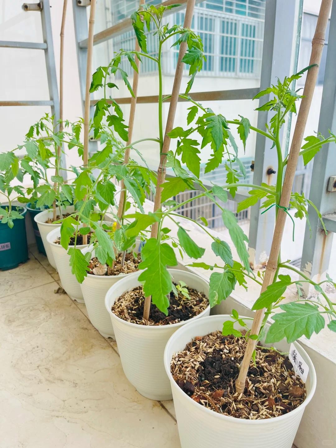 Ban công chật vẫn có thể trồng loài cây quả đỏ như ngọc, vừa hợp phong thủy vừa có trái sạch ăn