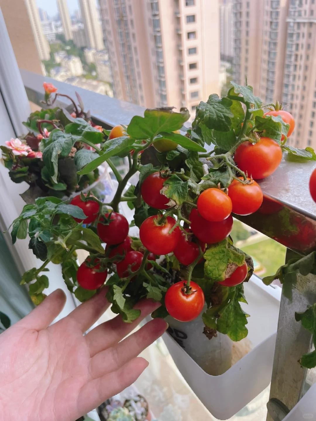 Ban công chật vẫn có thể trồng loài cây quả đỏ như ngọc, vừa hợp phong thủy vừa có trái sạch ăn