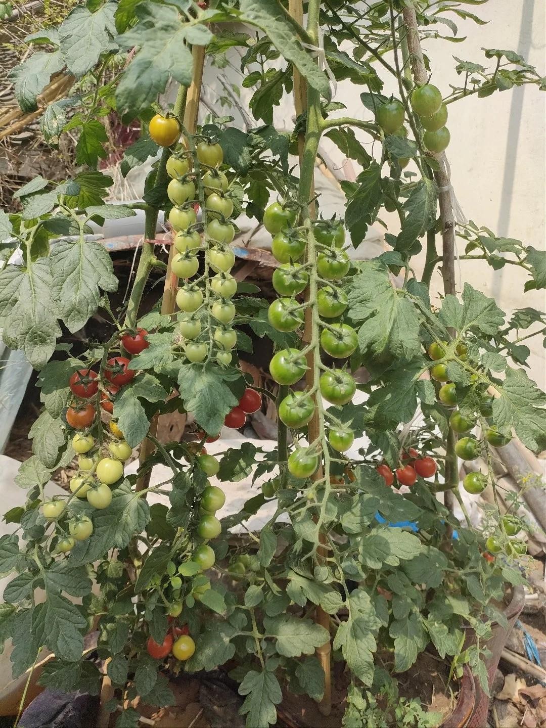 Ban công chật vẫn có thể trồng loài cây quả đỏ như ngọc, vừa hợp phong thủy vừa có trái sạch ăn