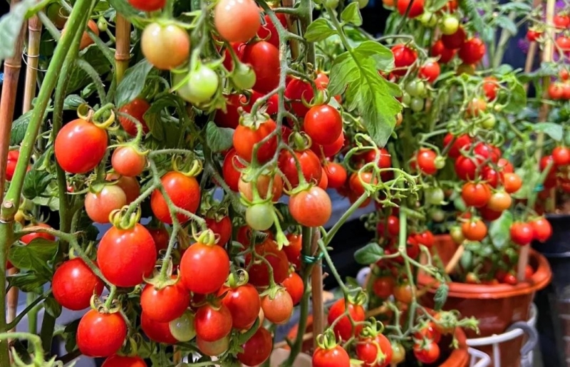 Ban công chật vẫn có thể trồng loài cây quả đỏ như ngọc, vừa hợp phong thủy vừa có trái sạch ăn