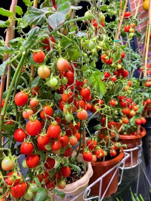 Ban công chật vẫn có thể trồng loài cây quả đỏ như ngọc, vừa hợp phong thủy vừa có trái sạch ăn