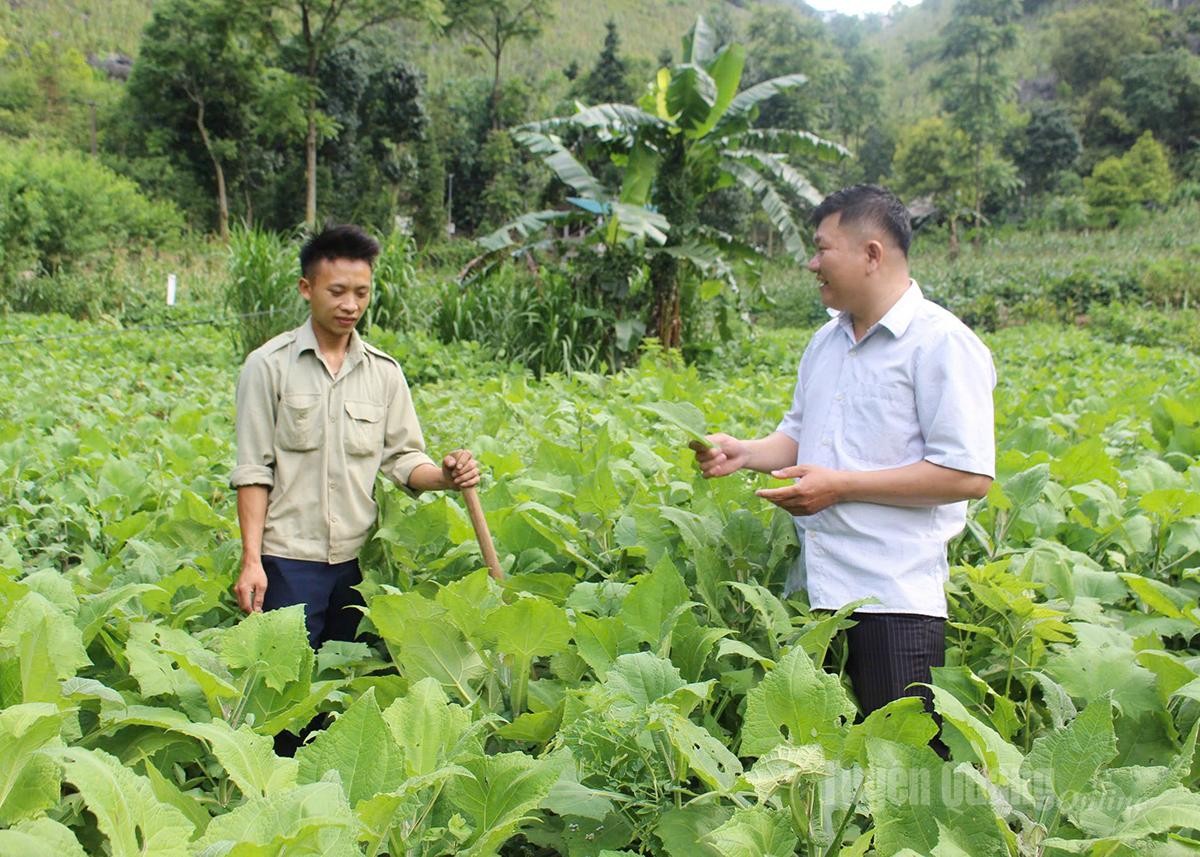 Đào lên là có tiền: Cây sâm mới ở Tuyên Quang hút khách bất ngờ