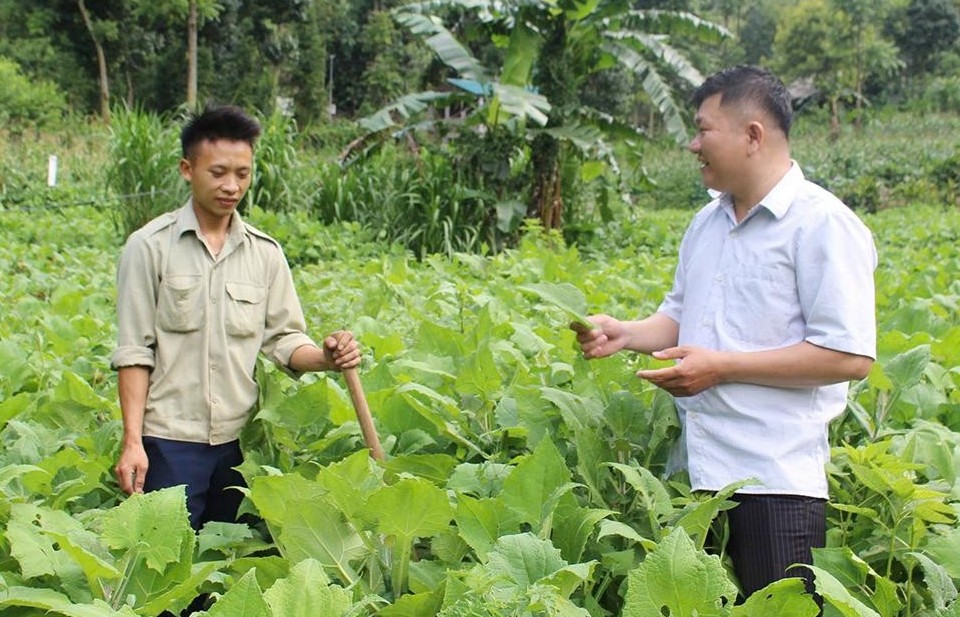 Đào lên là có tiền: Cây sâm mới ở Tuyên Quang hút khách bất ngờ