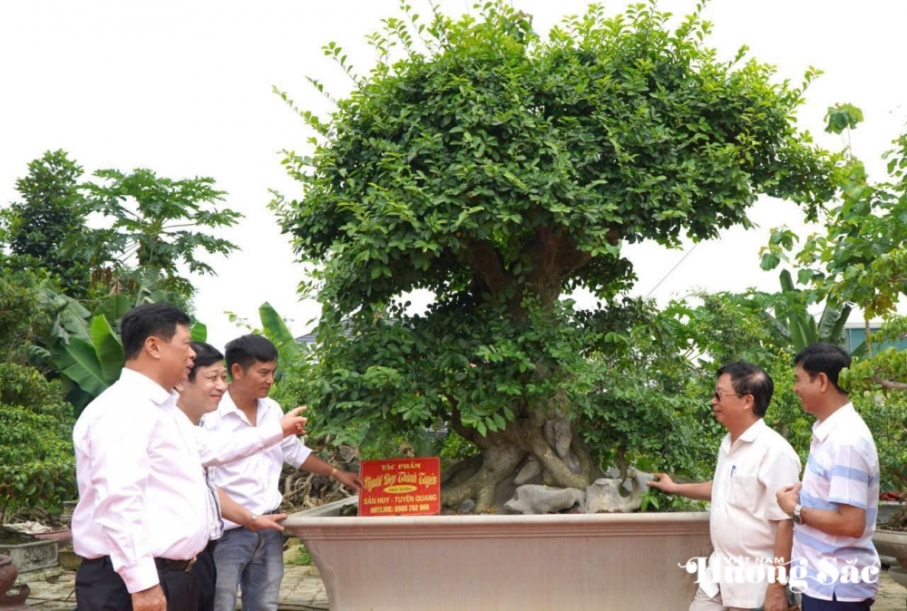 Tuyên Quang tổ chức Triển lãm cây cảnh chào mừng Đại hội đại biểu Đảng bộ tỉnh, nhiệm kỳ 2025 – 2030