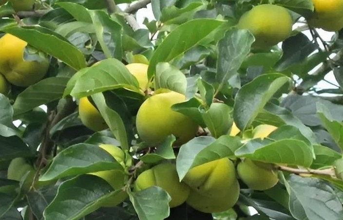Quả "cứng như đá" nay thành đặc sản, nông dân thu hàng trăm triệu mỗi năm