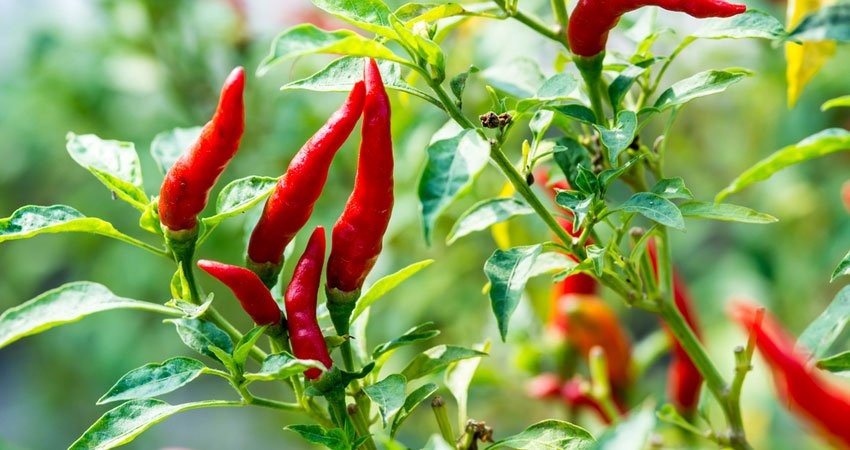 Lá ớt – phần bị bỏ quên nhưng là “thuốc quý” cho gan, mắt và xương