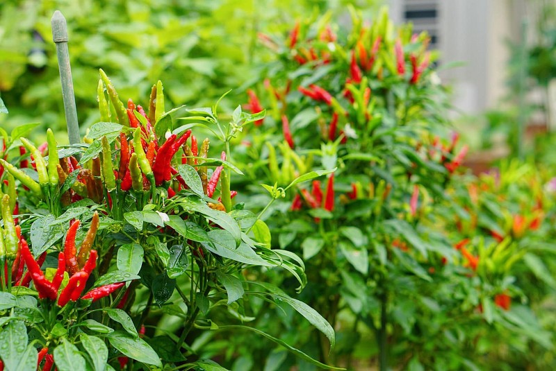 Lá ớt – phần bị bỏ quên nhưng là “thuốc quý” cho gan, mắt và xương