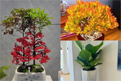 3 cây phong thủy cho ban công: Trồng là giàu, bỏ lỡ thì tiếc cả đời