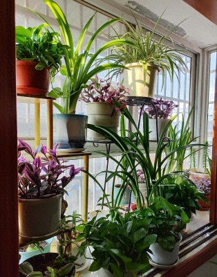 "Người chăm hoa ba năm, hoa giúp người cả đời": 10 cây ban công đáng trồng nhất