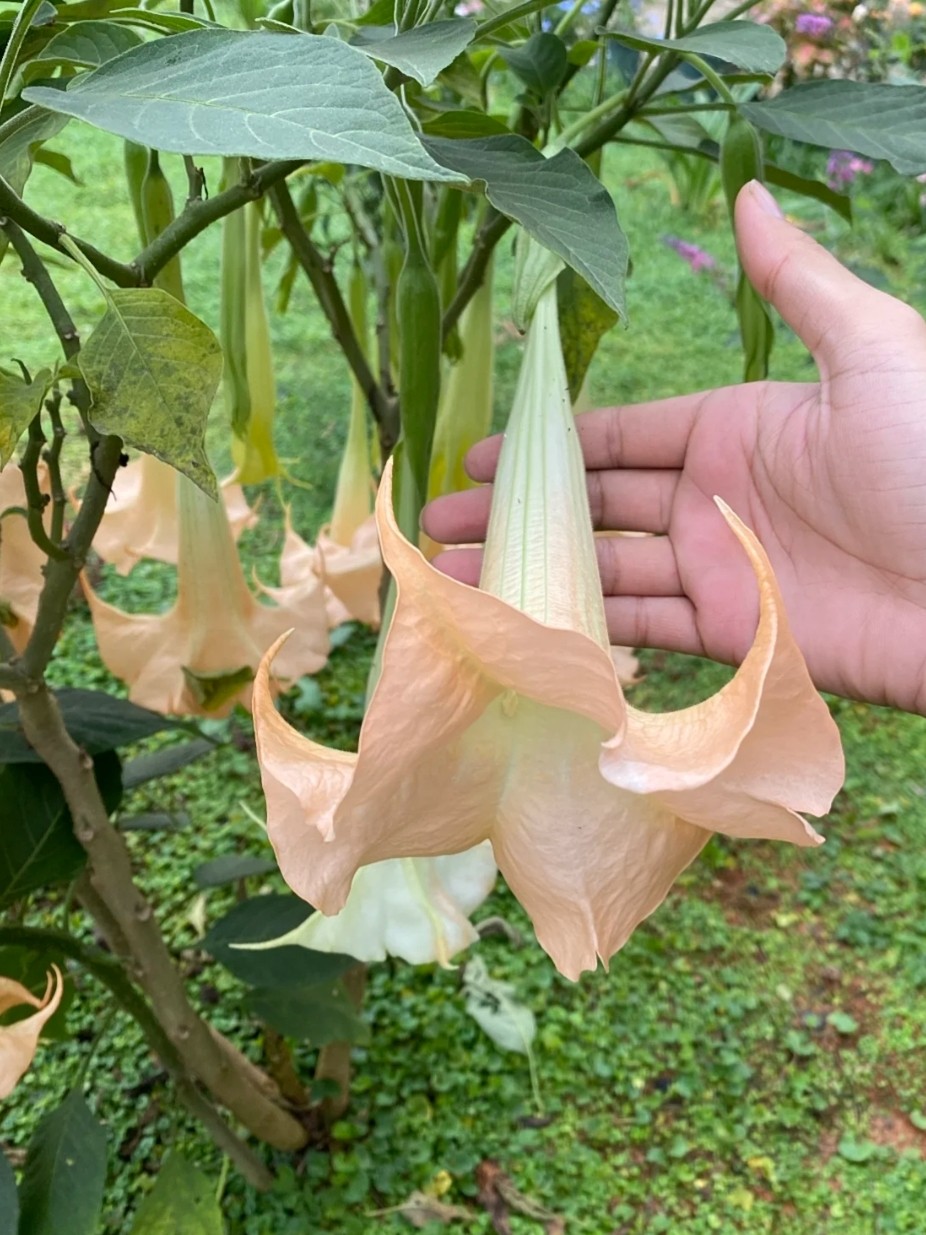 Trồng “hoa tử thần” trước cửa nhà, người khen đẹp, chuyên gia cảnh báo nguy hiểm