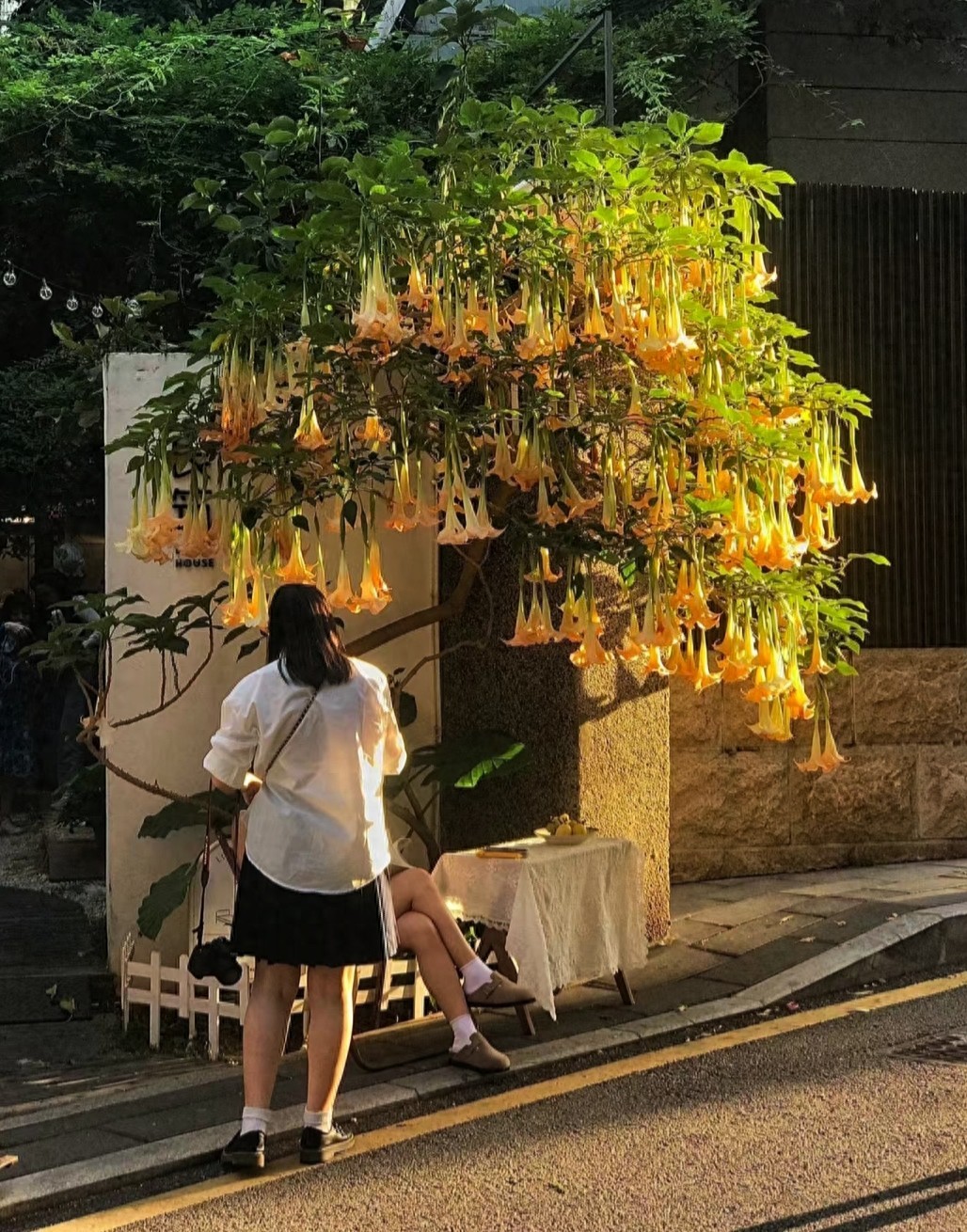 Trồng “hoa tử thần” trước cửa nhà, người khen đẹp, chuyên gia cảnh báo nguy hiểm