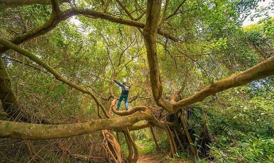 Vĩnh Long: 5 cây cổ thụ trăm tuổi được công nhận Cây di sản Việt Nam