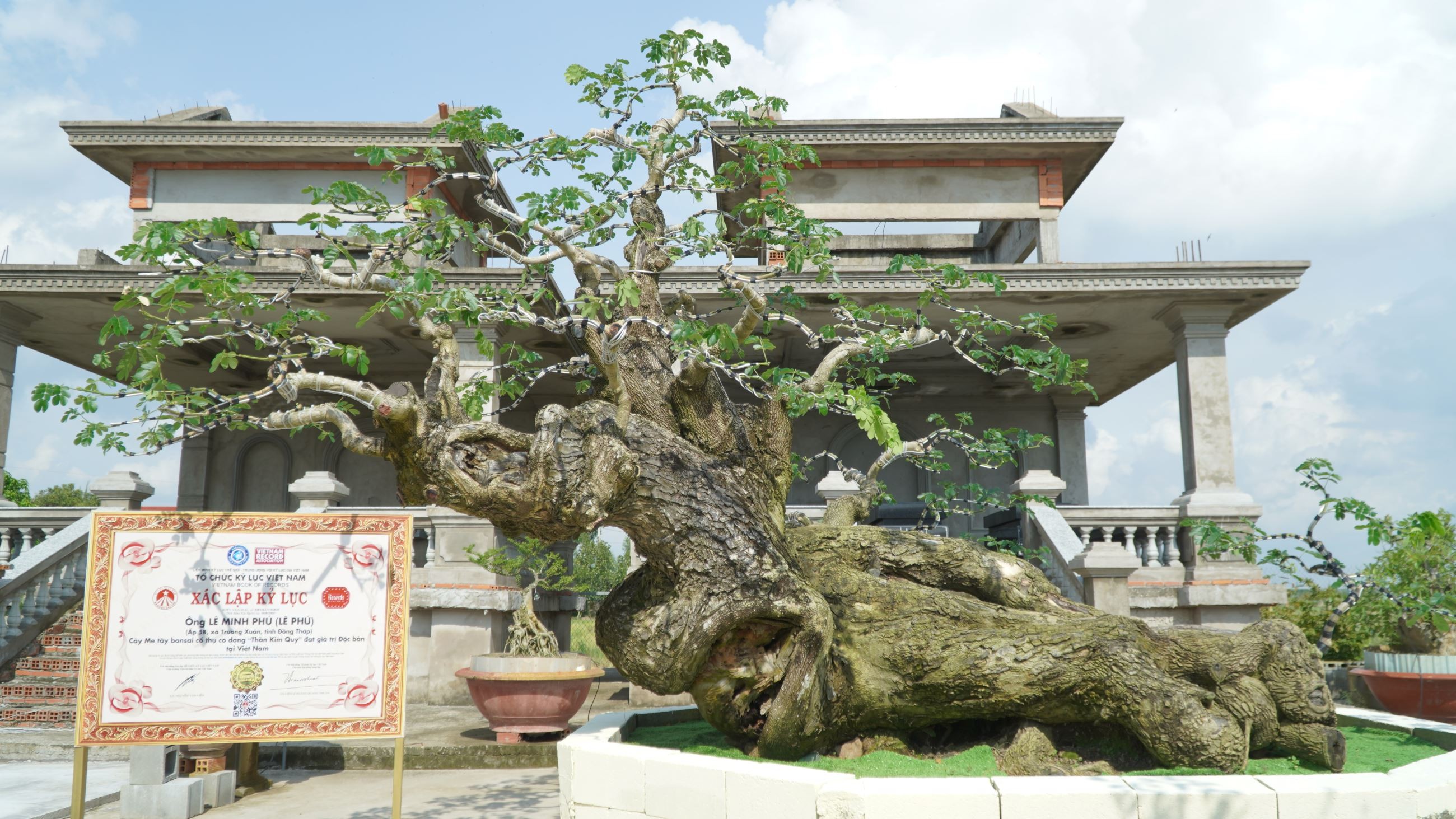 Kiệt tác bonsai Thần Kim Quy từ cây me tây cổ thụ hơn 100 năm tuổi