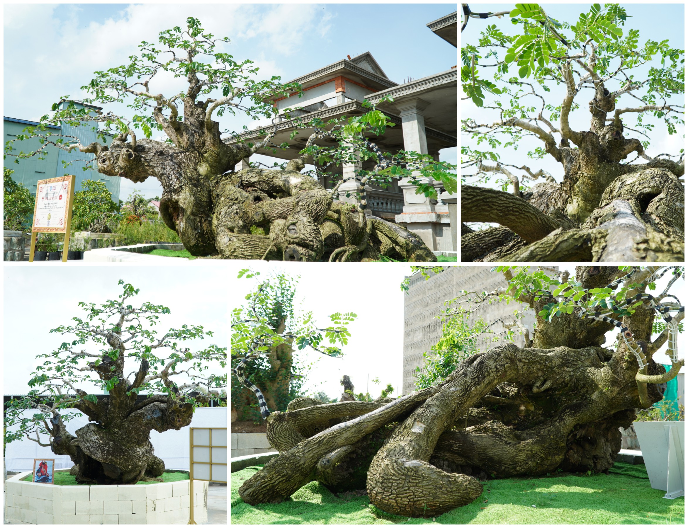 Kiệt tác bonsai Thần Kim Quy từ cây me tây cổ thụ hơn 100 năm tuổi
