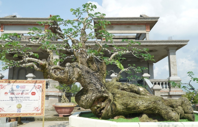 Kiệt tác bonsai Thần Kim Quy từ cây me tây cổ thụ hơn 100 năm tuổi