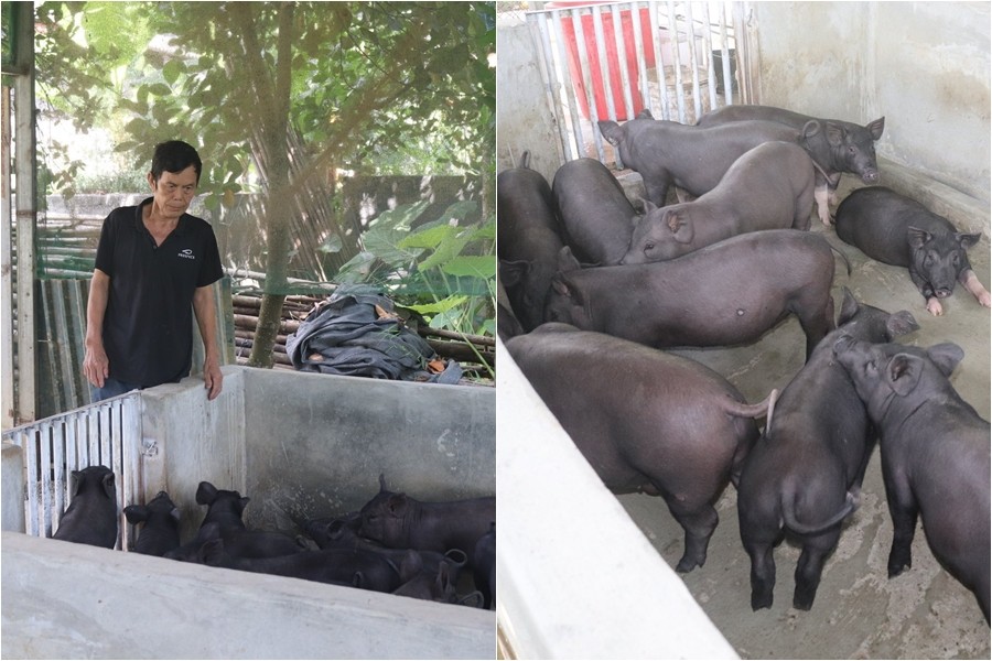 Nông dân Tuyên Quang nuôi lợn đen, gà mía thu tiền tỷ