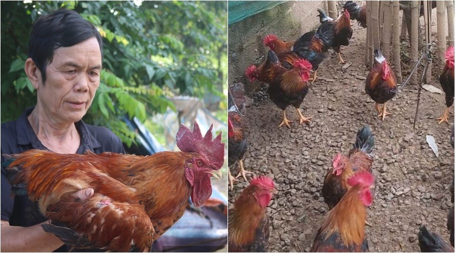 Nông dân Tuyên Quang nuôi lợn đen, gà mía thu tiền tỷ