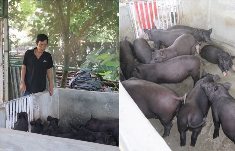 Nông dân Tuyên Quang nuôi lợn đen, gà mía thu tiền tỷ