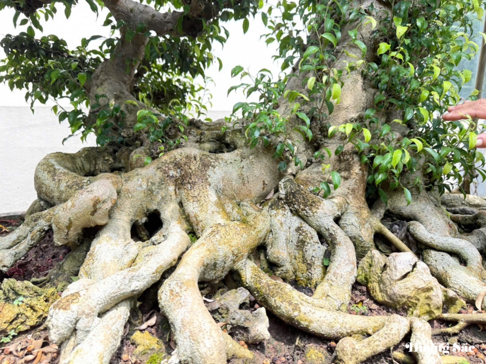 “Long Vân Ngũ Phúc”: Biểu tượng rồng thiêng trong nghệ thuật cây cảnh Việt
