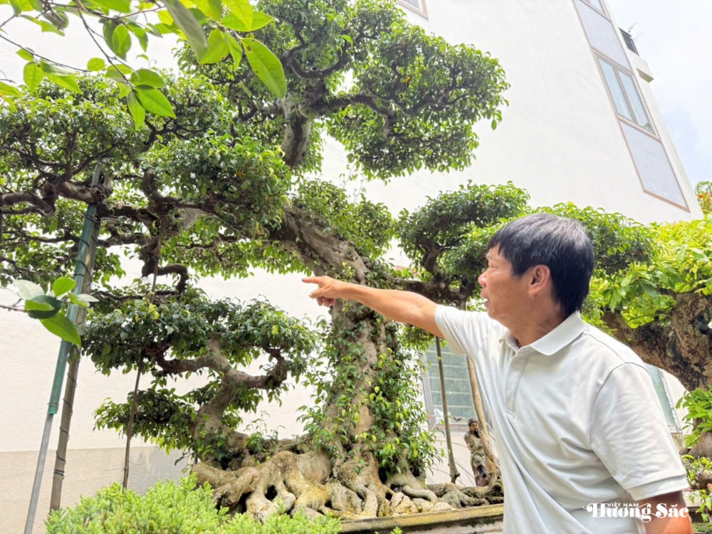 “Long Vân Ngũ Phúc”: Biểu tượng rồng thiêng trong nghệ thuật cây cảnh Việt