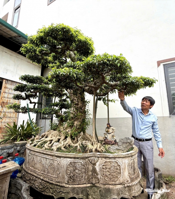 “Long Vân Ngũ Phúc”: Biểu tượng rồng thiêng trong nghệ thuật cây cảnh Việt