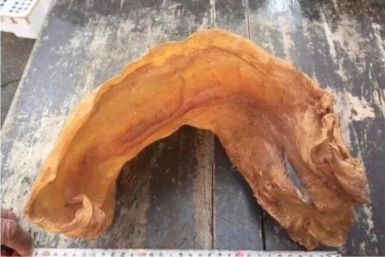 Báu vật đại dương” ở Việt Nam, trong bụng chứa vàng, giá trị hàng tỷ đồng