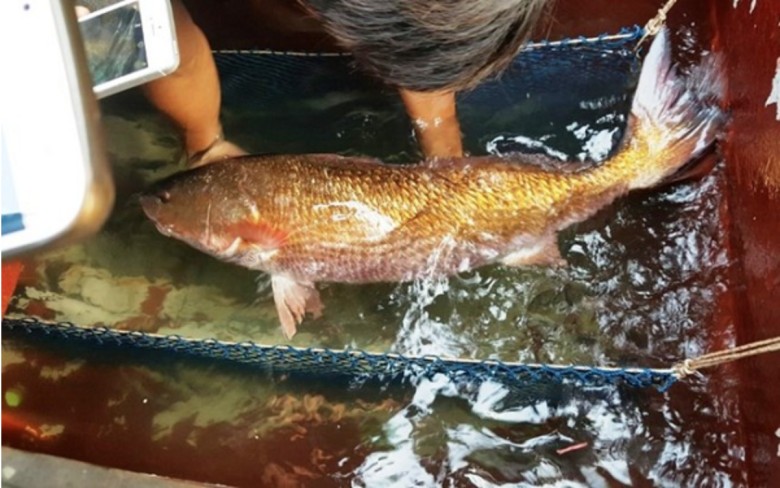 Báu vật đại dương” ở Việt Nam, trong bụng chứa vàng, giá trị hàng tỷ đồng