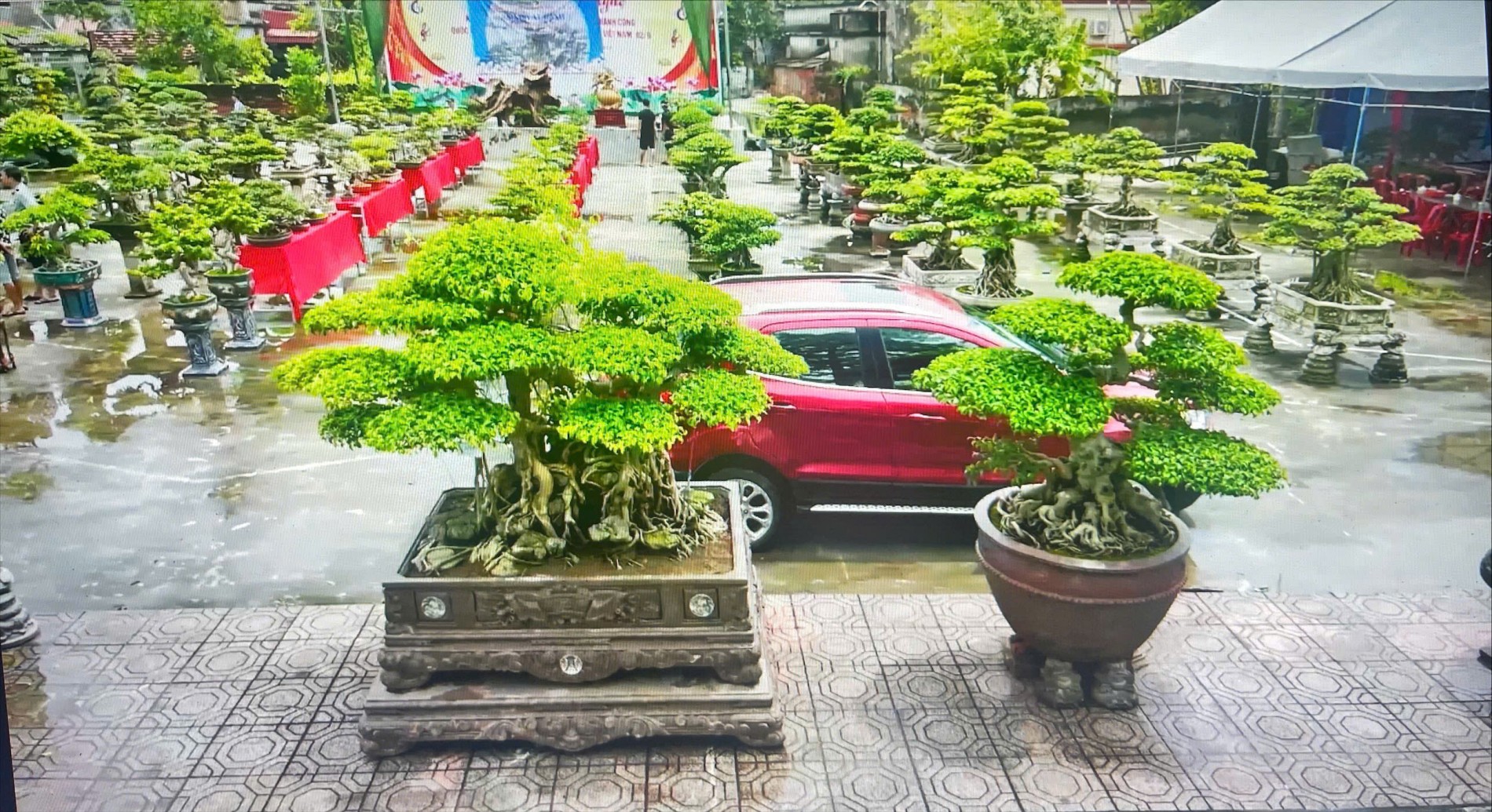 Triển lãm Sinh vật cảnh xã Bắc Tiên Hưng năm 2025: Nơi hội tụ tinh hoa và tình yêu thiên nhiên