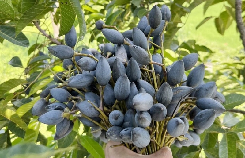 "Quả lộc trời" ở Bắc Ninh: Cây cổ thụ trăm năm, quả tím đen bùi ngậy, bán giá cao vẫn cháy hàng