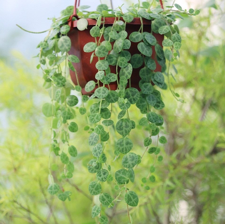 Đẹp hơn lan chi, dễ trồng hơn trầu bà: Cây cảnh phong thủy hút lộc, trấn trạch, an gia