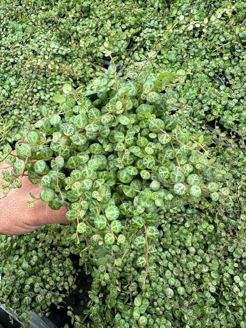 Đẹp hơn lan chi, dễ trồng hơn trầu bà: Cây cảnh phong thủy hút lộc, trấn trạch, an gia
