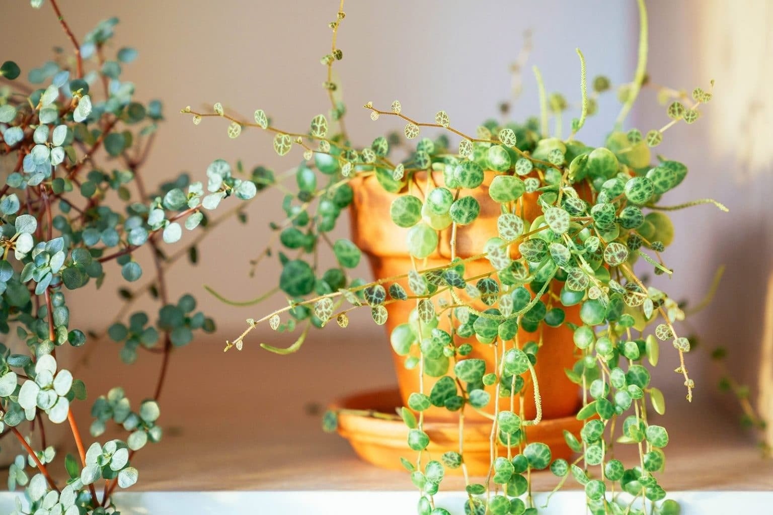 Đẹp hơn lan chi, dễ trồng hơn trầu bà: Cây cảnh phong thủy hút lộc, trấn trạch, an gia
