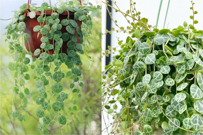 Đẹp hơn lan chi, dễ trồng hơn trầu bà: Cây cảnh phong thủy hút lộc, trấn trạch, an gia