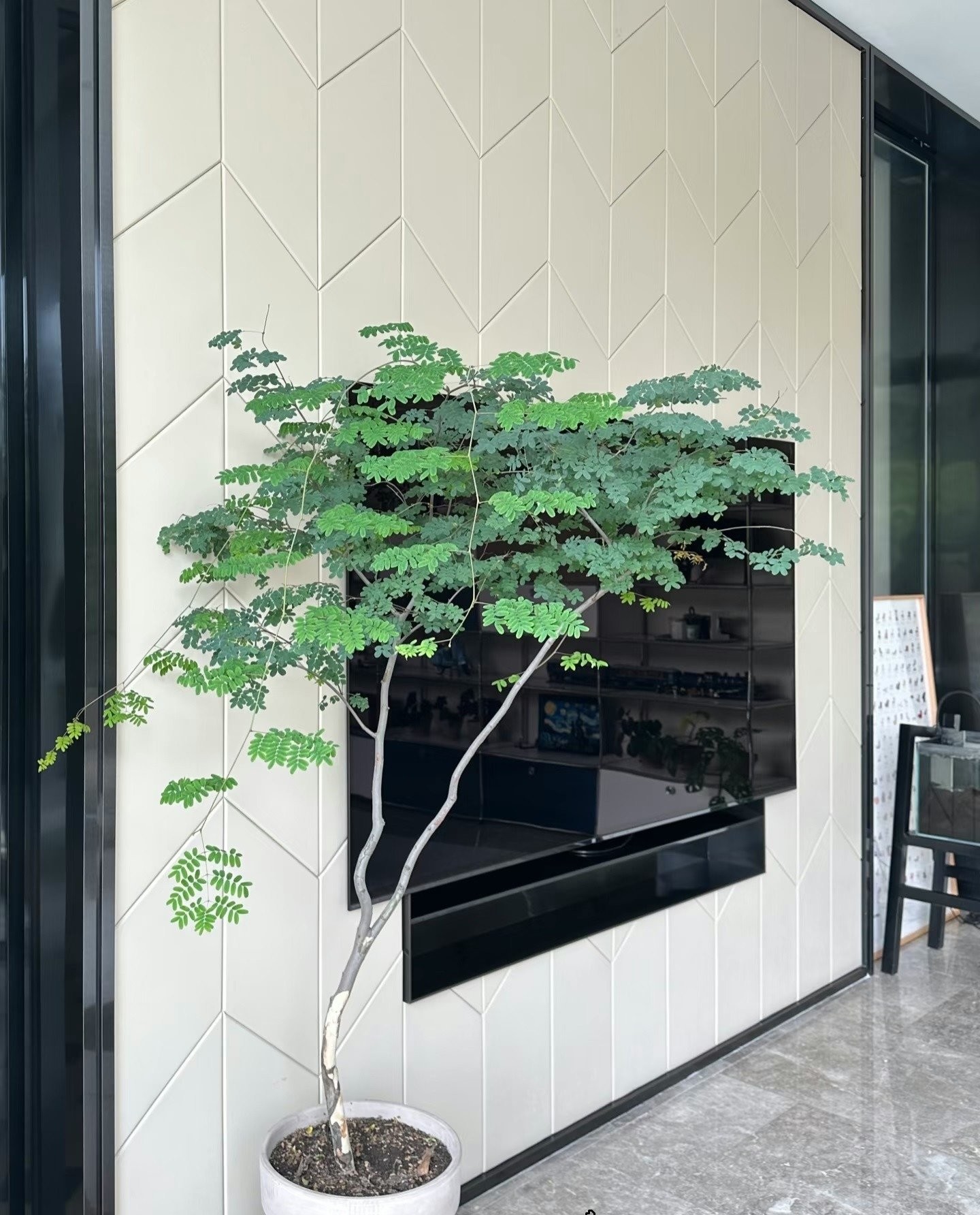 Cây cảnh quý hơn 10 chậu kim ngân: Biến nhà thành rừng nhỏ, thanh lọc không khí, mang bình an