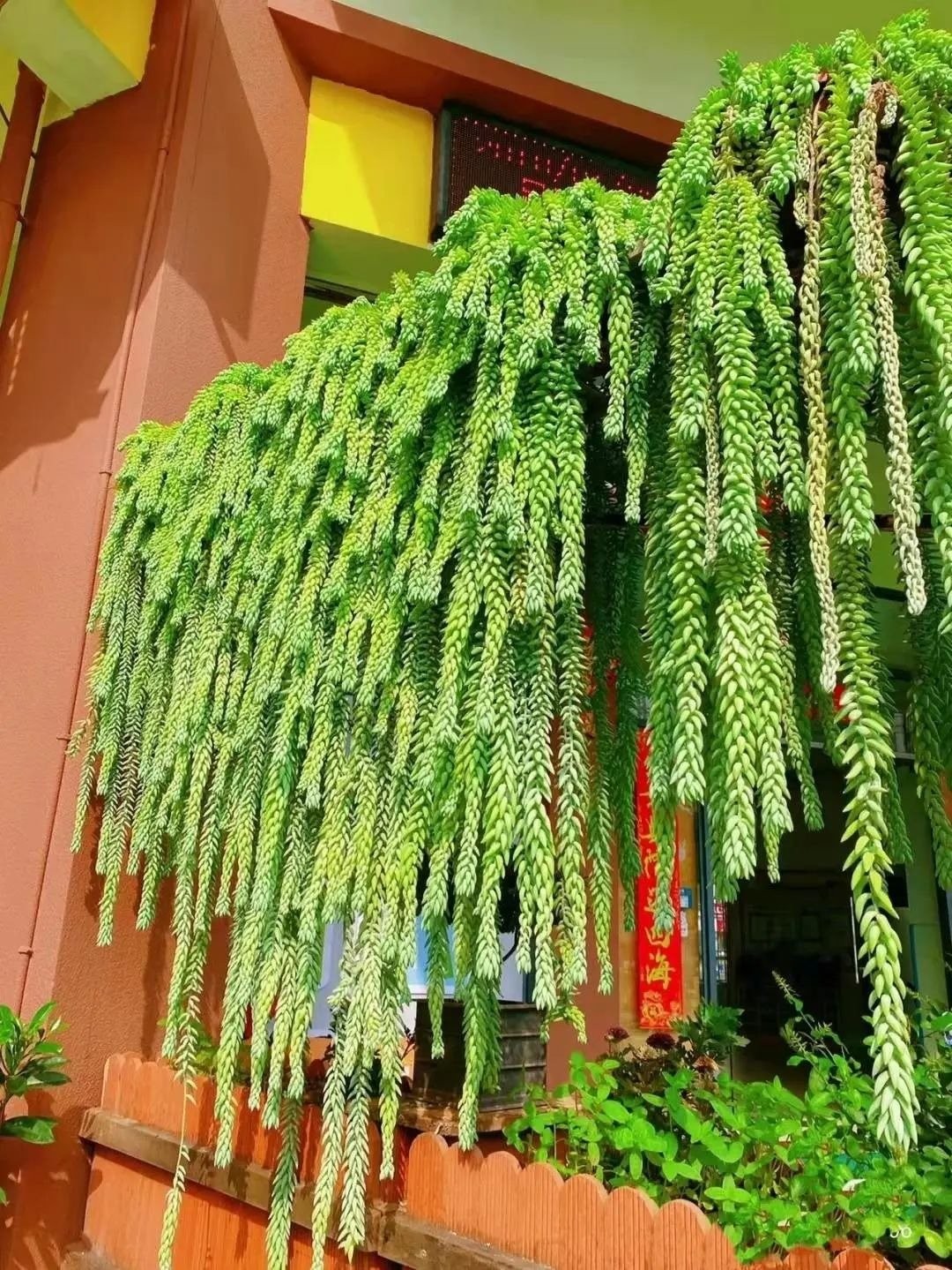 Đừng trồng sống đời, cây cảnh này mới là “thác nước xanh” trong nhà bạn