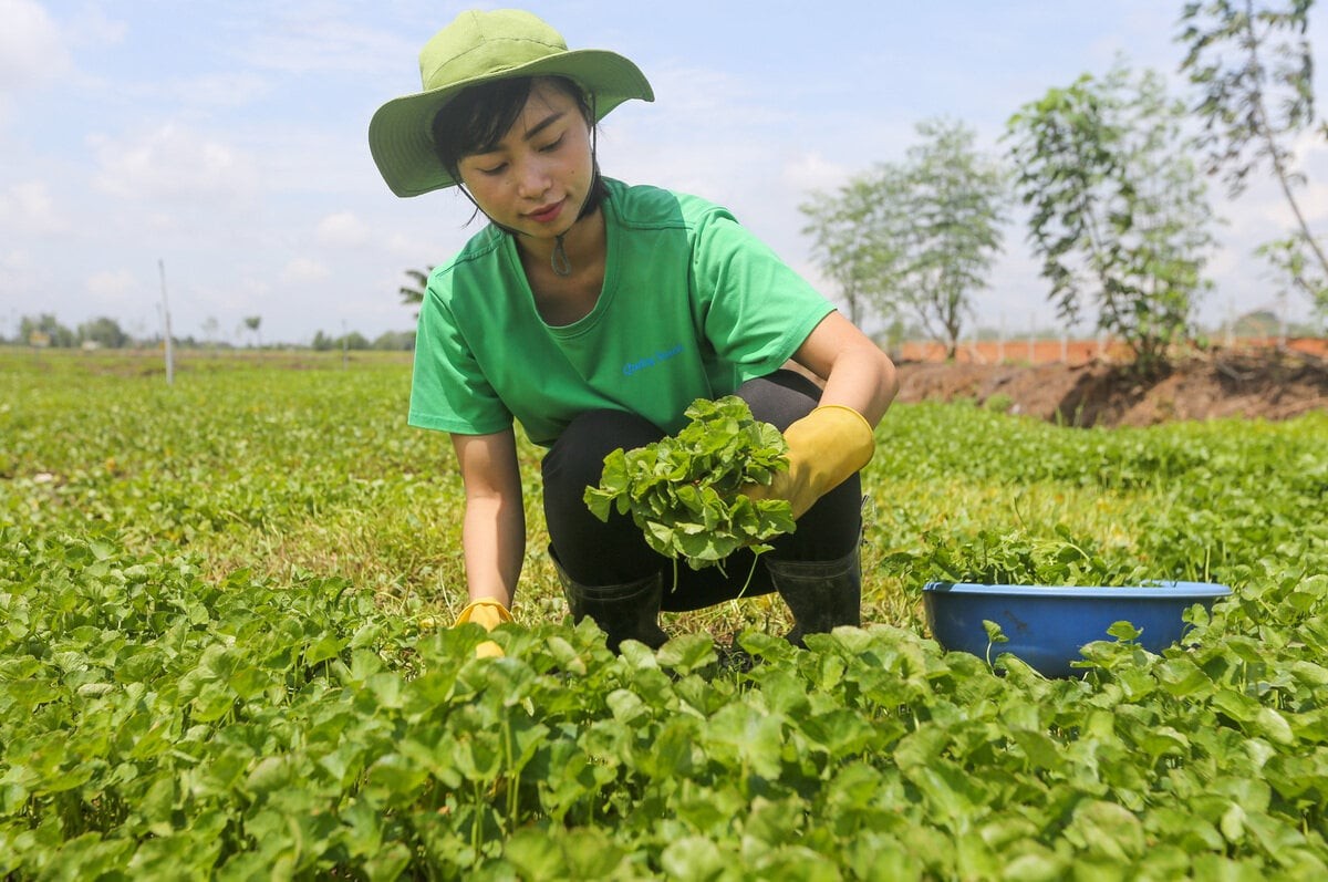 Cô gái biến rau dại quanh nhà thành sản phẩm xuất khẩu châu Âu