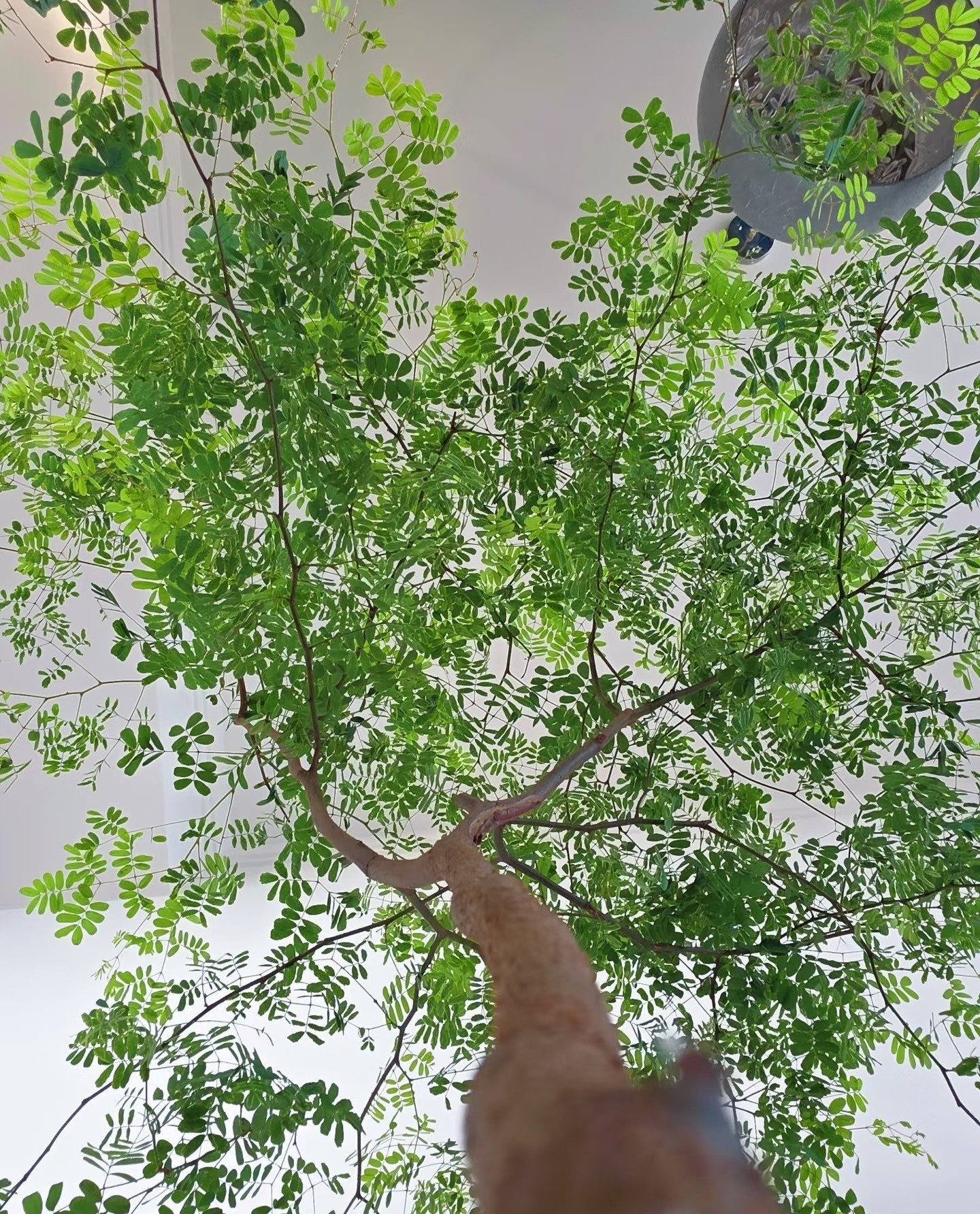 Cây cảnh quý hơn 10 chậu kim ngân: Biến nhà thành rừng nhỏ, thanh lọc không khí, mang bình an