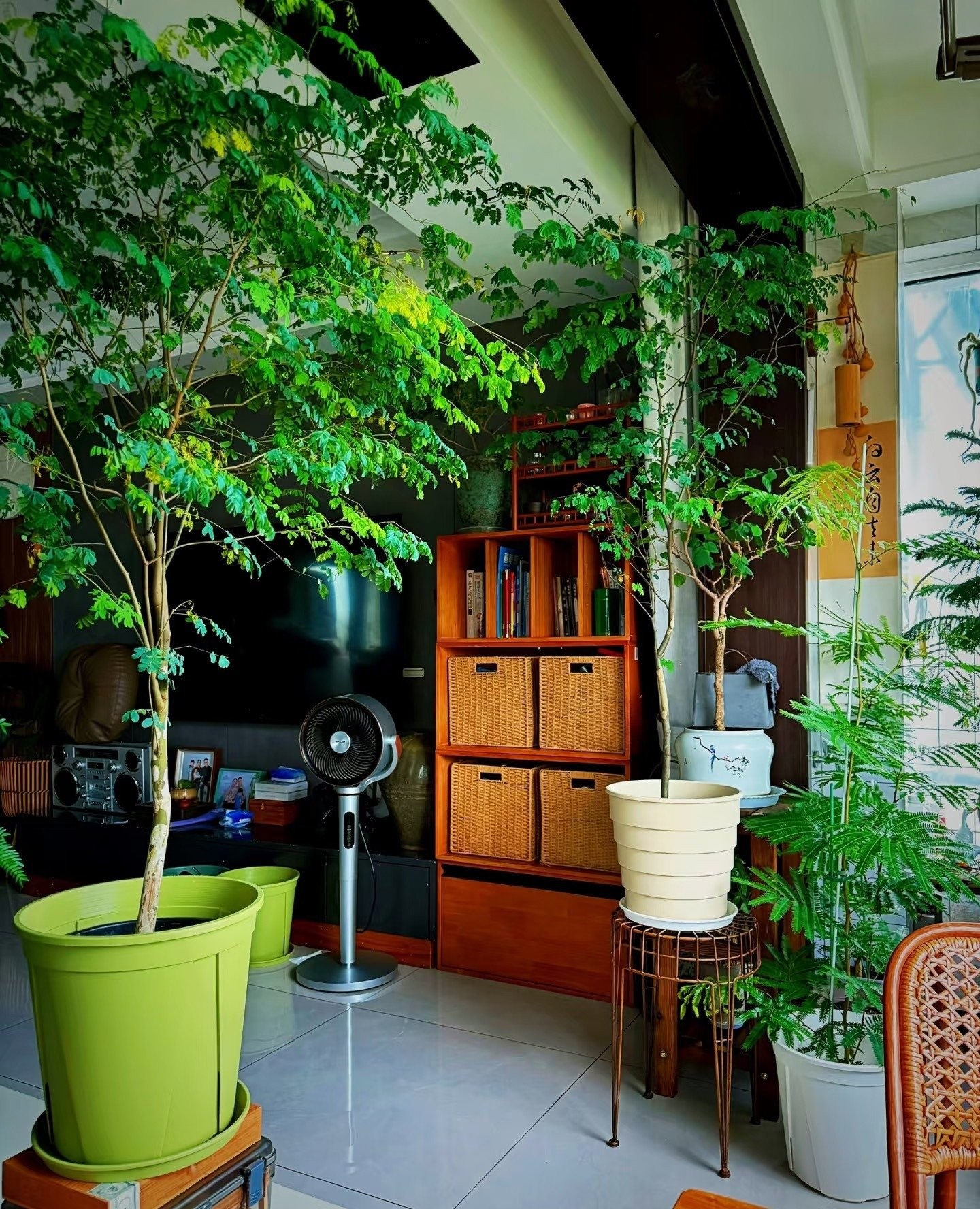 Cây cảnh quý hơn 10 chậu kim ngân: Biến nhà thành rừng nhỏ, thanh lọc không khí, mang bình an