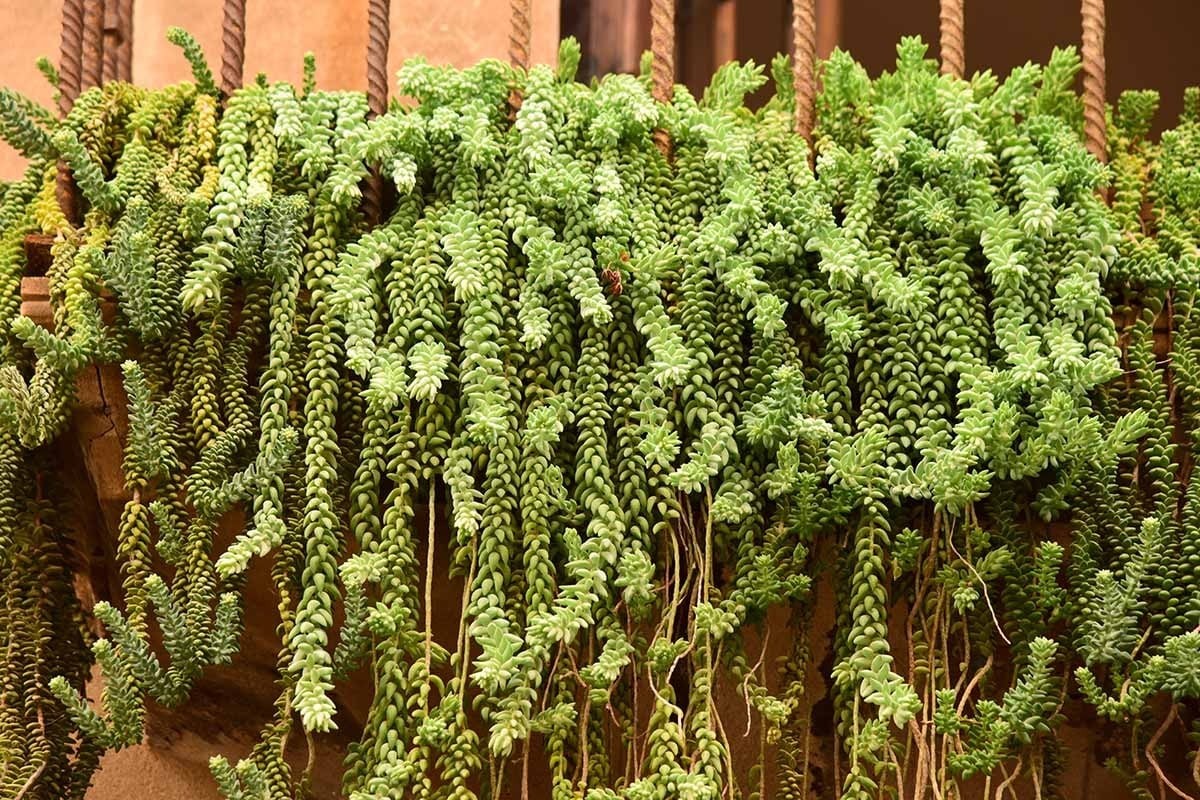 Đừng trồng sống đời, cây cảnh này mới là “thác nước xanh” trong nhà bạn