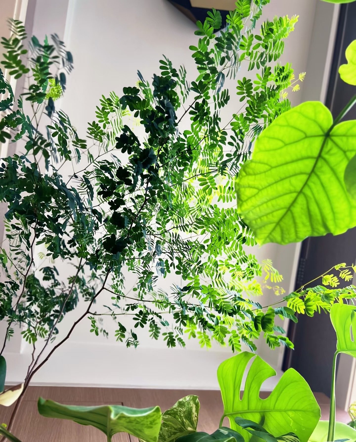 Cây cảnh quý hơn 10 chậu kim ngân: Biến nhà thành rừng nhỏ, thanh lọc không khí, mang bình an