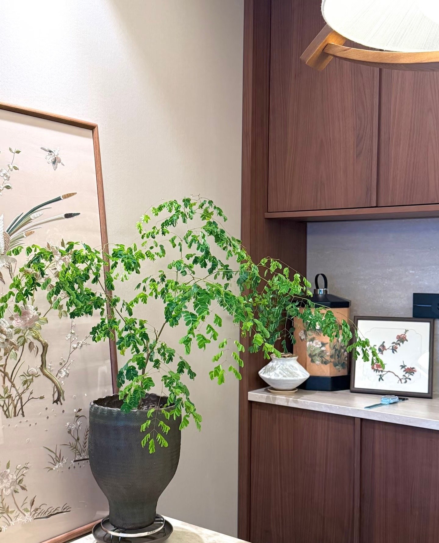 Cây cảnh quý hơn 10 chậu kim ngân: Biến nhà thành rừng nhỏ, thanh lọc không khí, mang bình an