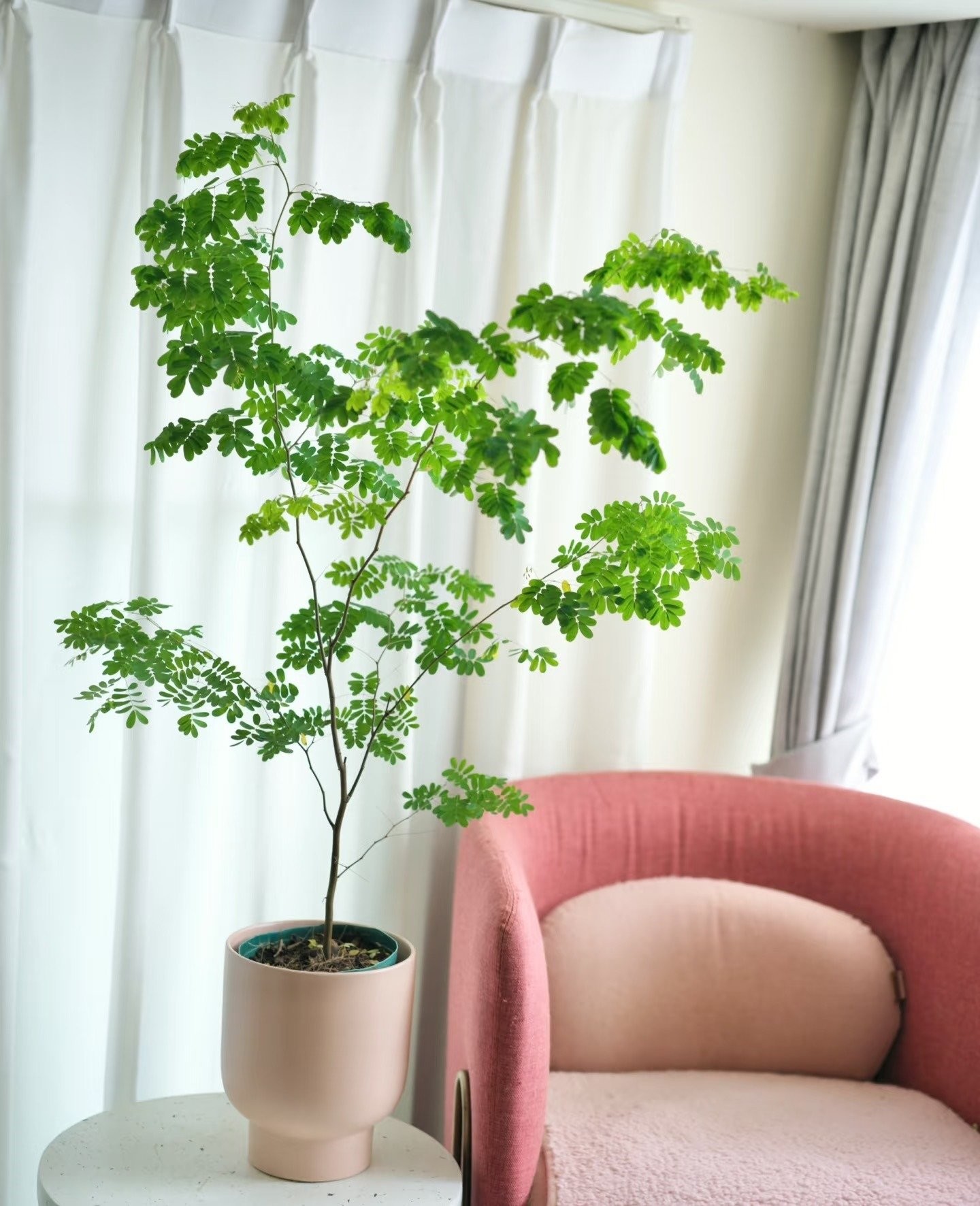 Cây cảnh quý hơn 10 chậu kim ngân: Biến nhà thành rừng nhỏ, thanh lọc không khí, mang bình an