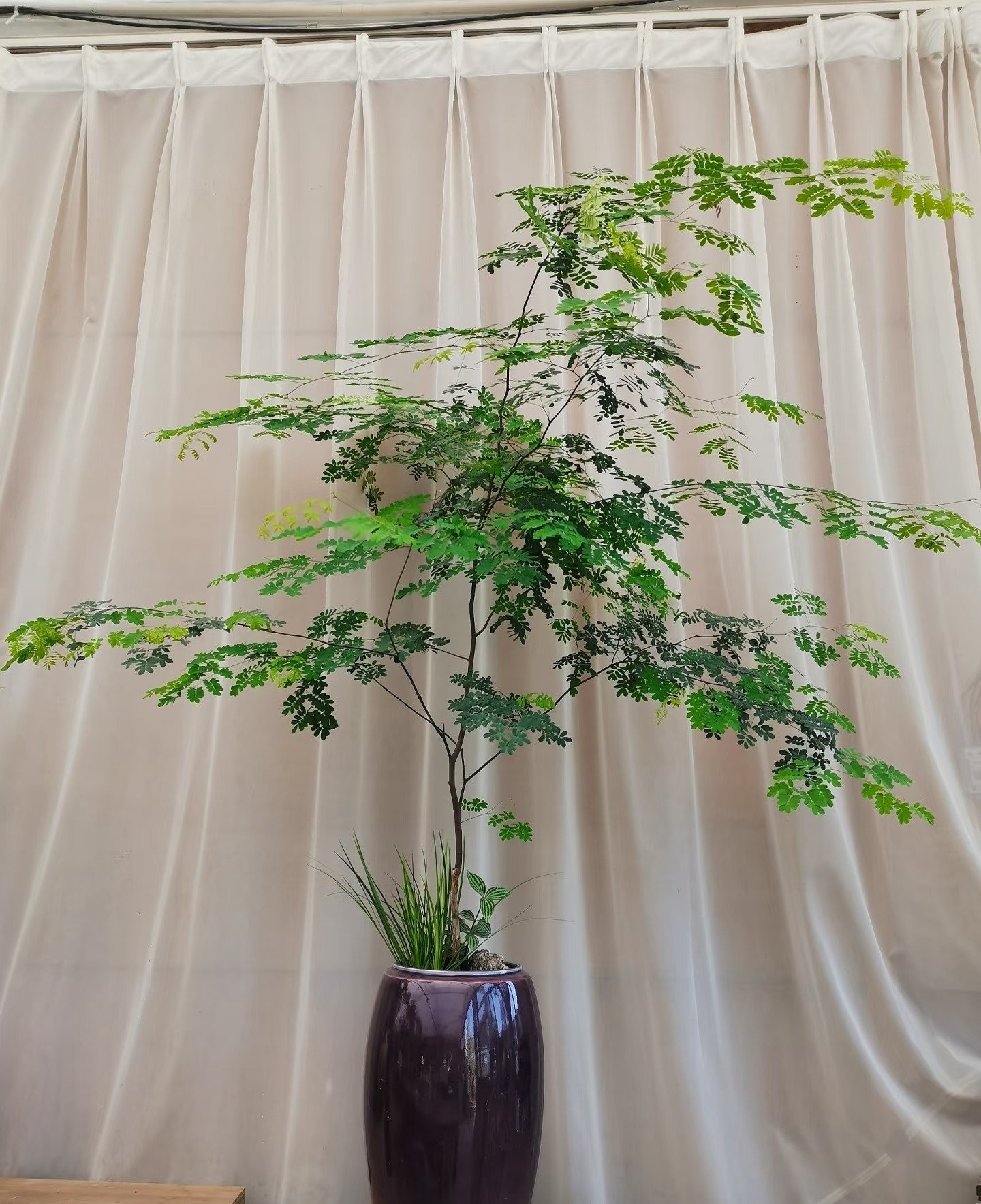 Cây cảnh quý hơn 10 chậu kim ngân: Biến nhà thành rừng nhỏ, thanh lọc không khí, mang bình an