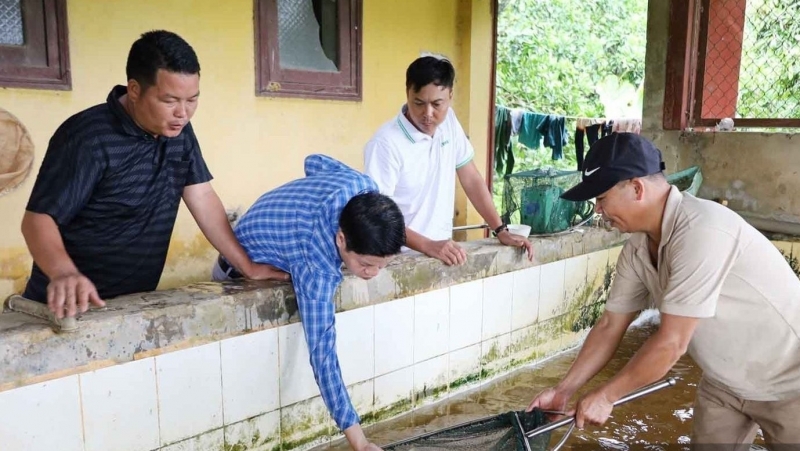 Từ ao nhỏ đến lợi nhuận lớn: Nông dân Lào Cai mách cách chọn cá giống chuẩn