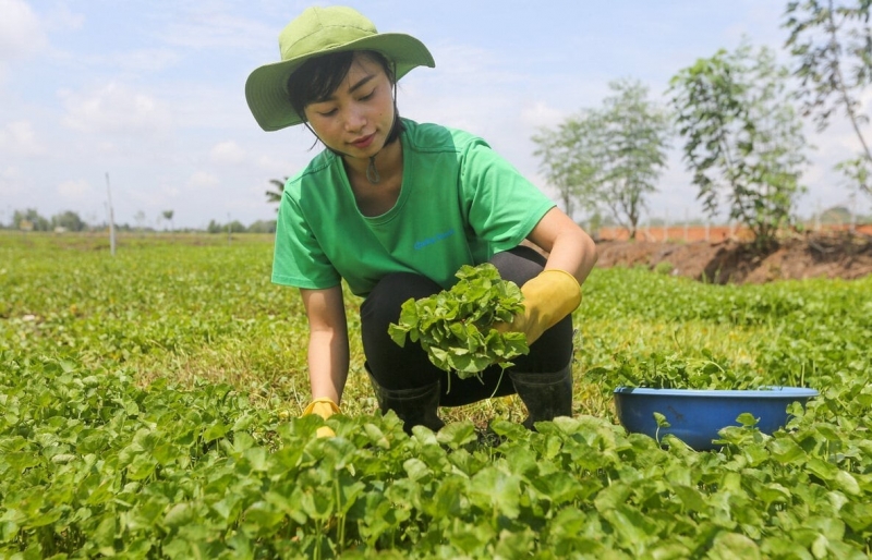 Cô gái biến rau dại quanh nhà thành sản phẩm xuất khẩu châu Âu