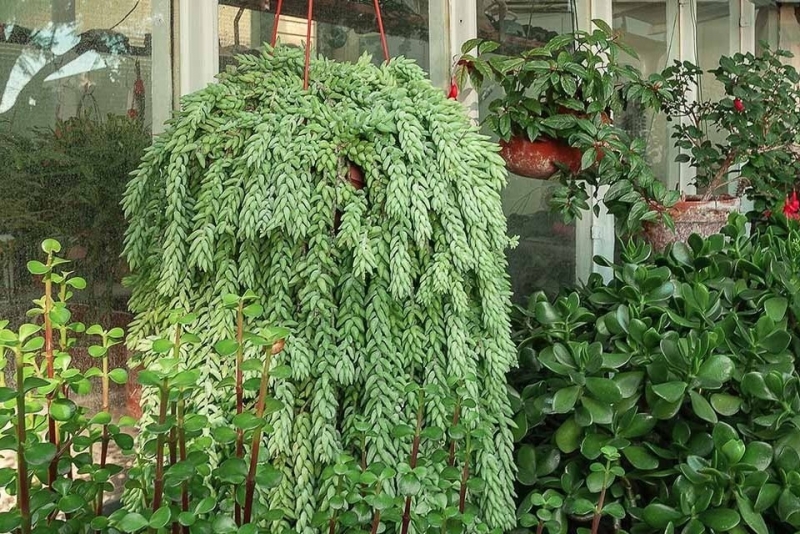 Đừng trồng sống đời, cây cảnh này mới là “thác nước xanh” trong nhà bạn