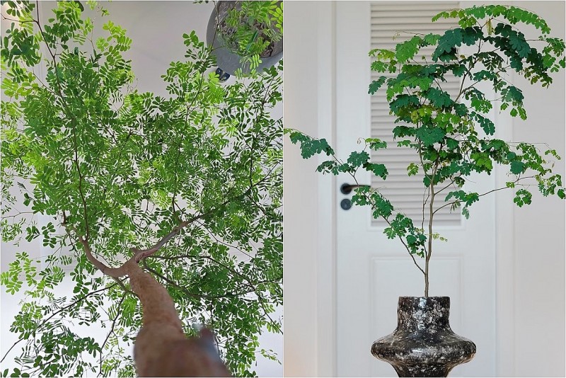 Cây cảnh quý hơn 10 chậu kim ngân: Biến nhà thành rừng nhỏ, thanh lọc không khí, mang bình an
