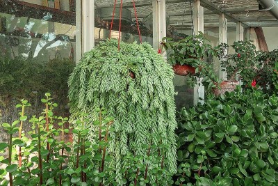 Đừng trồng sống đời, cây cảnh này mới là “thác nước xanh” trong nhà bạn