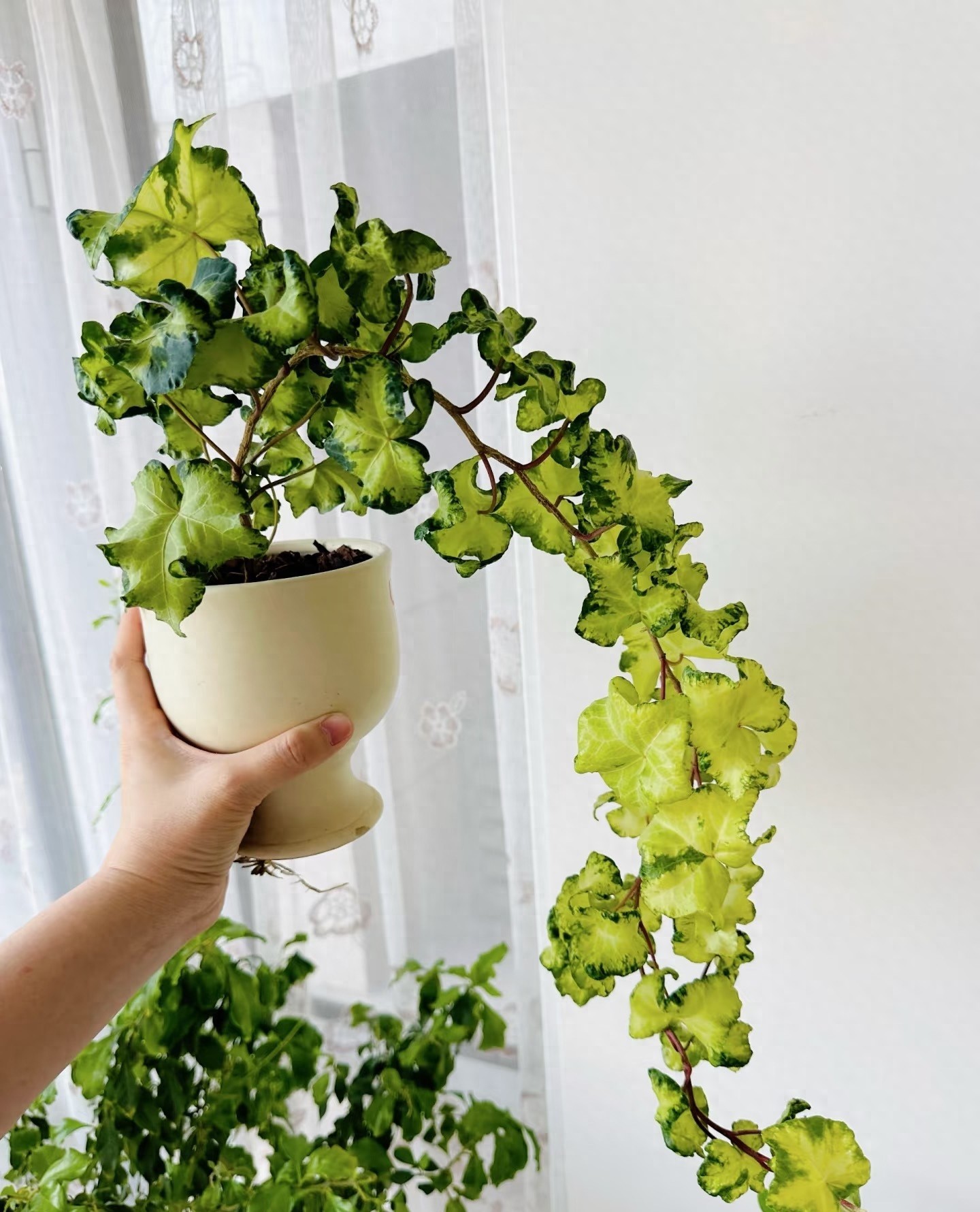 Cây cảnh lá đẹp như trăng, ưa bóng râm, hút tài lộc quanh năm